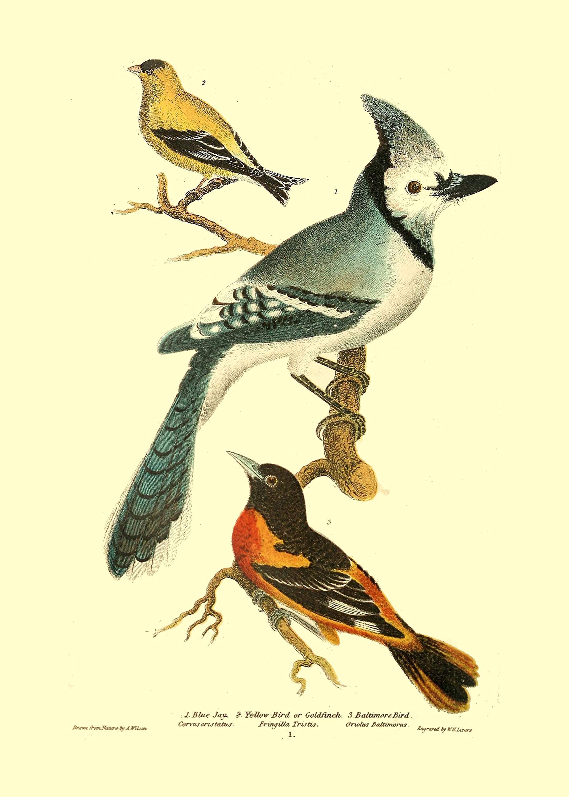 Amazon.com: Vintage Bird Prints by Ink Inc. | American Birds